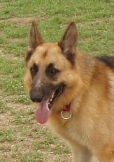 Rio, a black and tan german shepherd