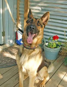 Rock, a black and tan german shepherd