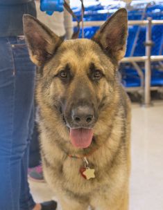 Rocky, a black and tan german shepherd