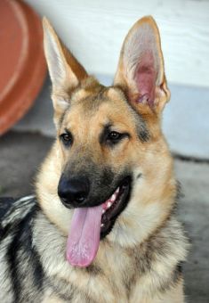 Rosie, a black and tan german shepherd