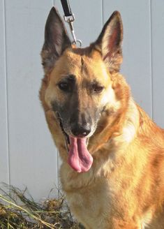 Roxie, a black and tan german shepherd