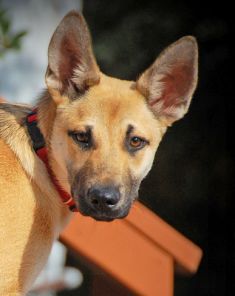 Ruby, a tan and black german shepherd puppy