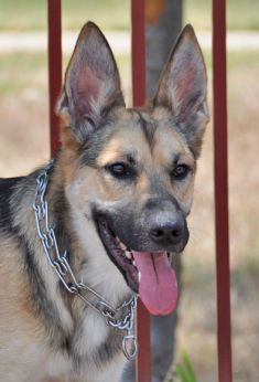 Rufus, a black and tan german shepherd