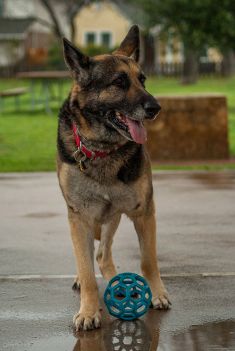 Sadie, a black and tan german shepherd with a ball