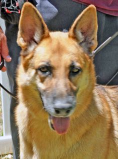 Sam, a black and tan german shepherd