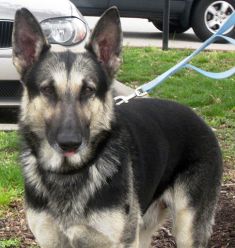 Sammy, a  black and cream German shepherd