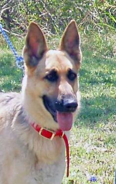 Sari, a black and tan german shepherd