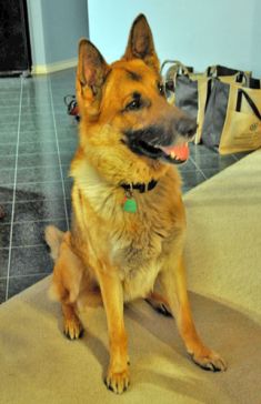 Semper, a black and tan german shepherd