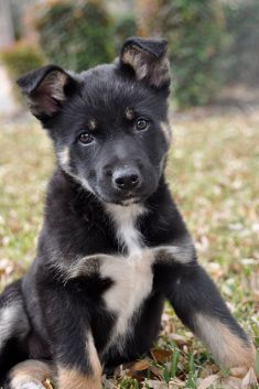 Shawna, a black and tan puppy