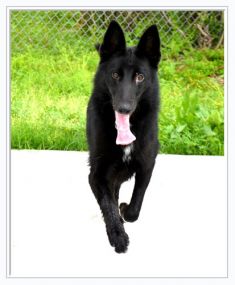 Sheeba, a black german shepherd