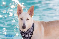 Shelby, a white german shepherd