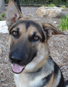 Shiner, a black and tan german shepherd