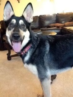 Sidni, a black and cream german shepherd