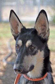 Sidni, a black and tan german shepherd