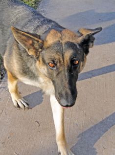 Sitka, a black and tan german shepherd