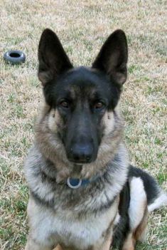 Spencer, a black and silver german shepherd