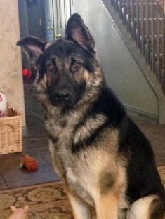 Stark, a black and tan german shepherd