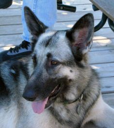 Starr, a black and tan german shepherd