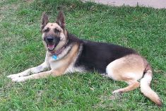 Star, a black and tan german shepherd
