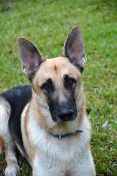 Stryker, a black and tan german shepherd