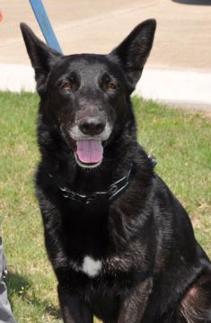 Suzy, a black german shepherd