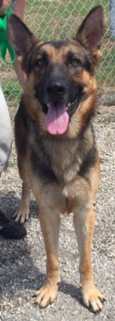 Tanner, a black and tan shepherd