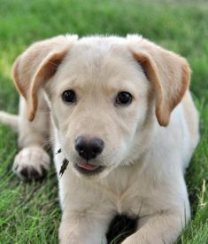 Tatum, a tan german shepherd mix puppy