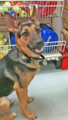 Tess, black and tan german shepherd puppy
