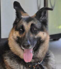 Tessa, a black and tan shepherd