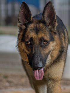 Thor, a black and tan shepherd