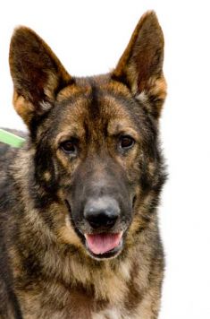 Tobey, a sable german shepherd