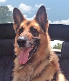 Tobias, a black and tan german shepherd