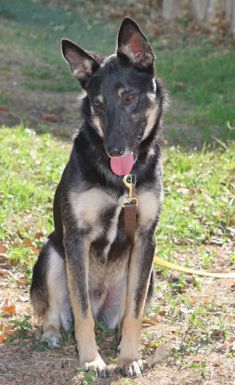 Trigger, a black and tan shepherd