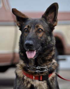 Troy, a black and tan shepherd