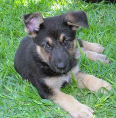 Turbo, a black and tan german shepherd puppy