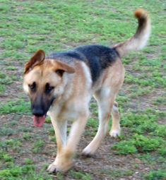 Turbo, a black and tan shepherd