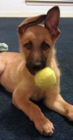 Tyrion, a tan and black shepherd mix puppy