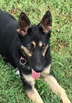 Xena, a black and tan german shepherd with a tan mask