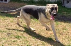 Xena, a black and tan shepherd running