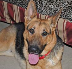 Zeus, a black and town german shepherd