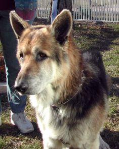 Zeus, a black and tan german shepherd