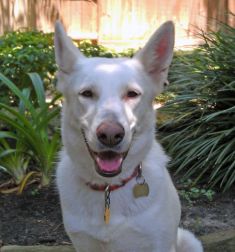 Abbey, a white german shepherd