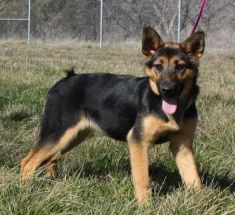 A black and tan shepherd puppy