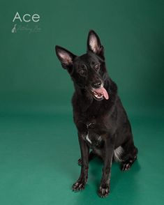 Ace, a black german shepherd
