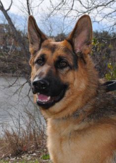 Dragon, a black and tan german shepherd