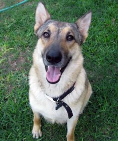 Freya, black and tan german shepherd