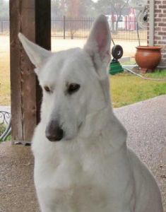 Gabby, a white german shepherd