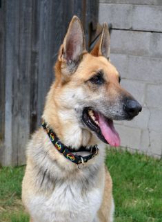 Gig, a black and tan german shepherd