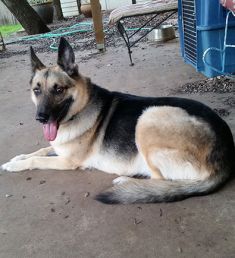 Ginger, a black and tan german shepherd