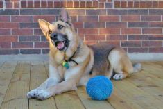 King, a black and tan german shepherd